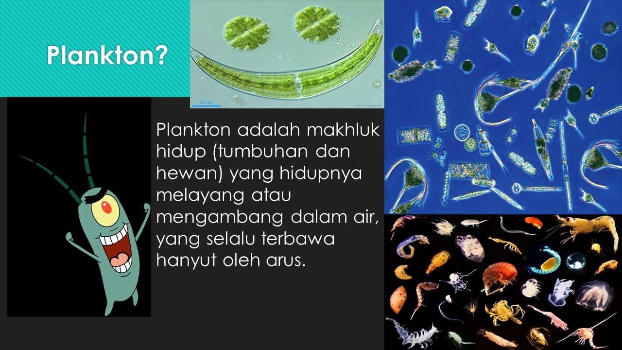 Планктон какая группа