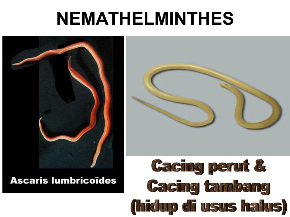 gambar filum nemathelminthes)