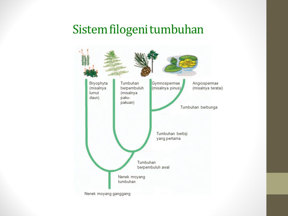 Sistem filogeni tumbuhan