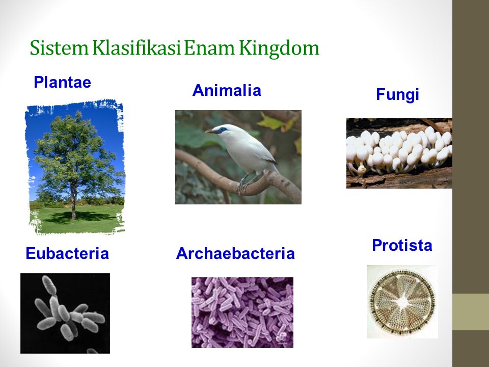 Sistem Klasifikasi Enam Kingdom
