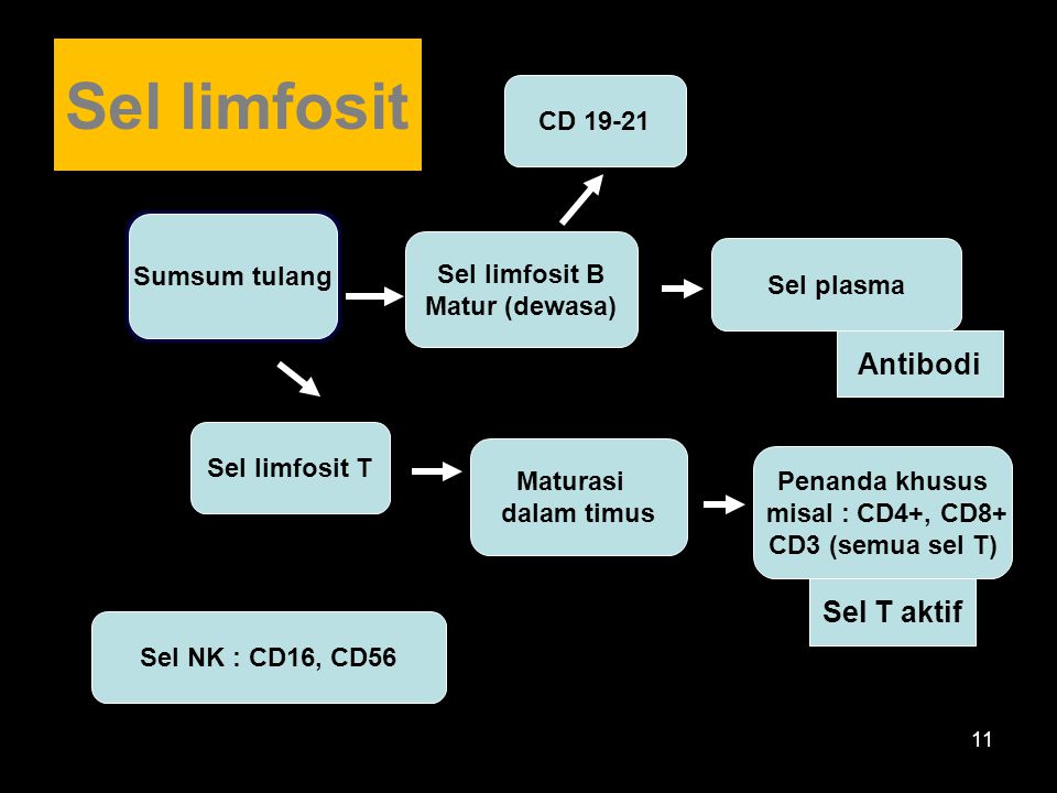 Sel limfosit Antibodi Sel T aktif CD Sumsum tulang