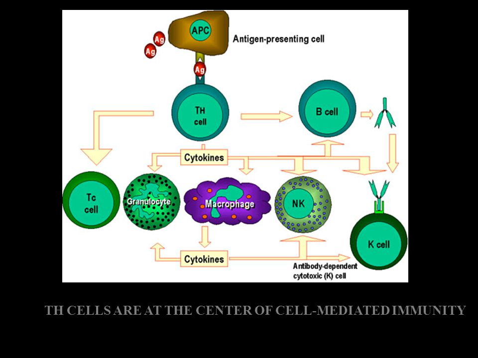TH CELLS ARE AT THE CENTER OF CELL-MEDIATED IMMUNITY