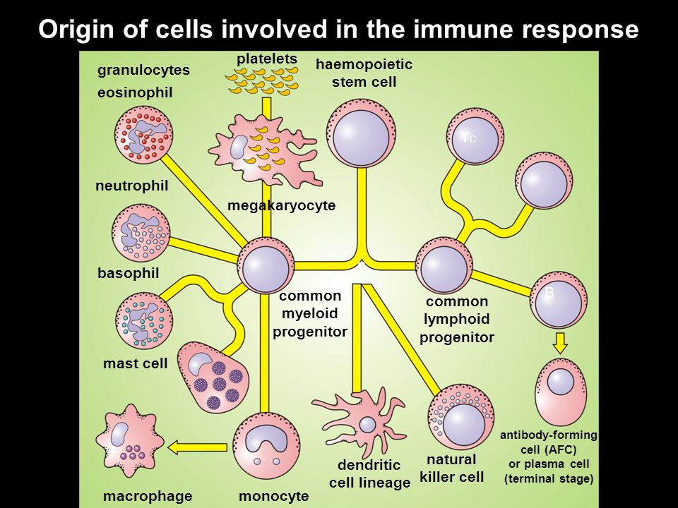 Origin of cells involved in the immune response
