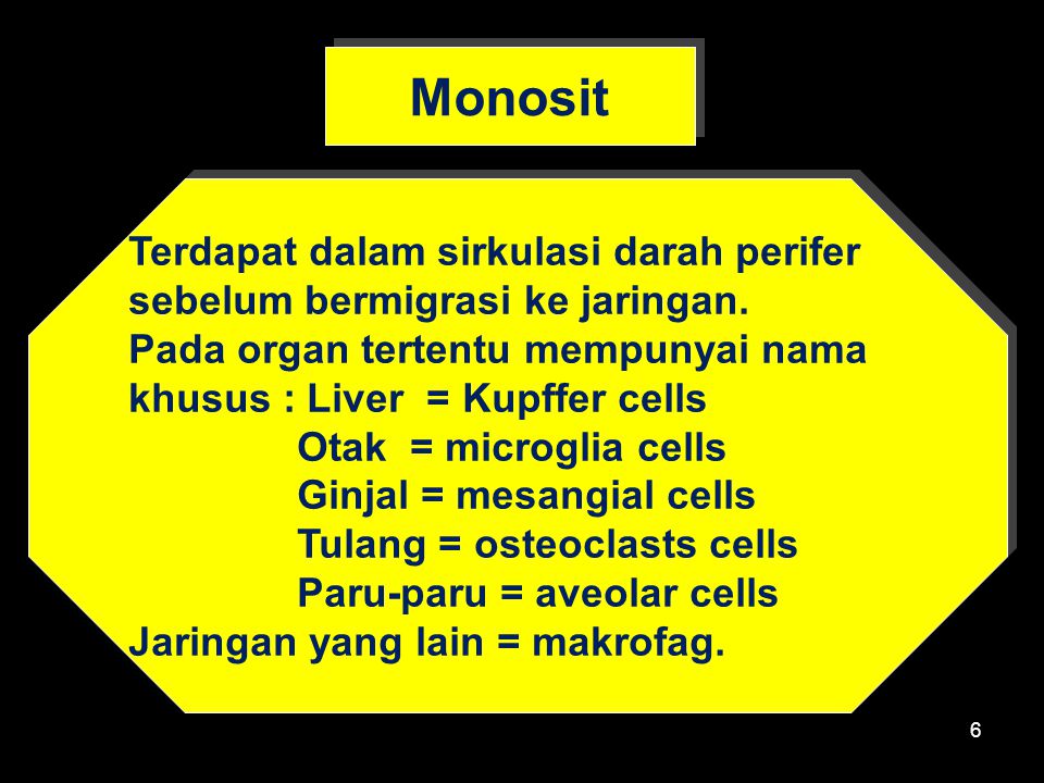 Monosit Terdapat dalam sirkulasi darah perifer