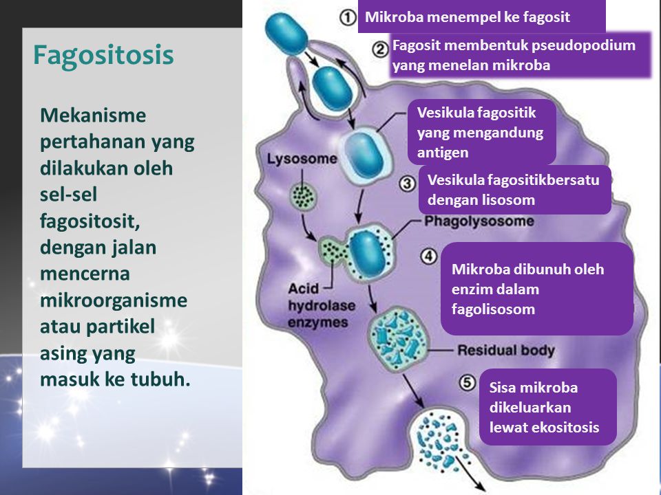 Mikroba menempel ke fagosit