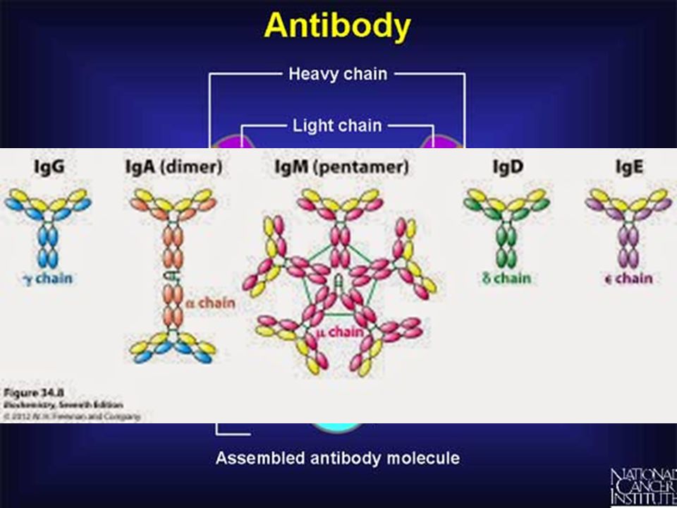Antibodi IgM.