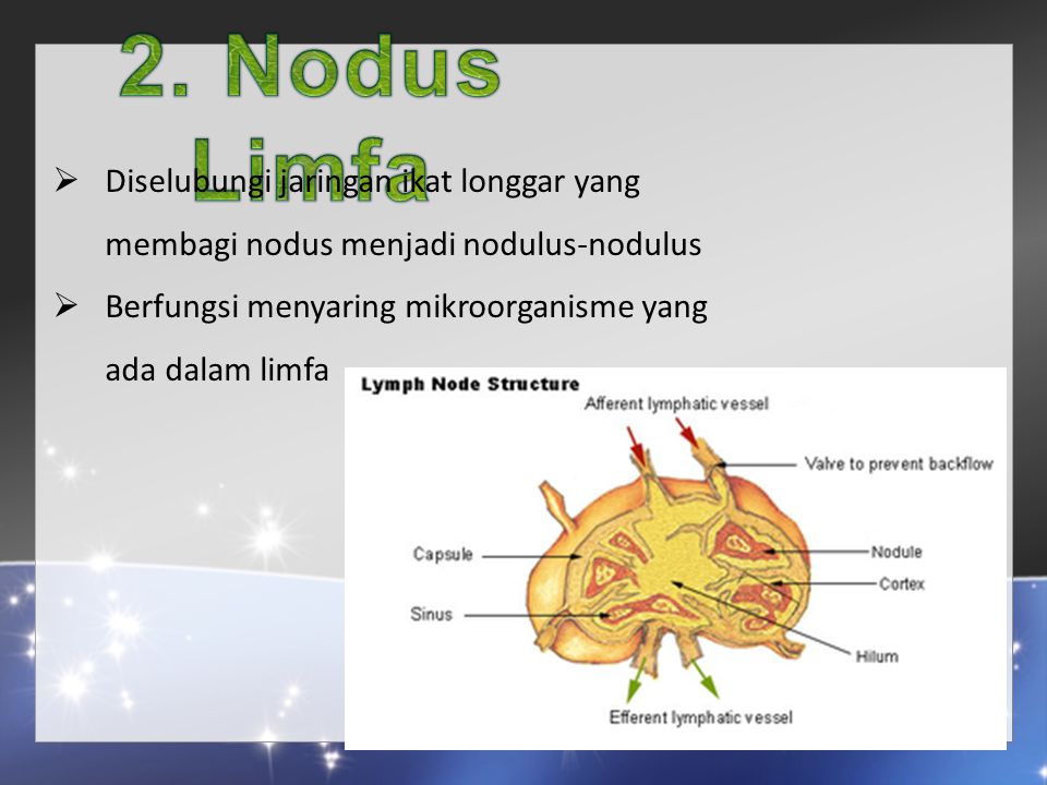 2. Nodus Limfa Diselubungi jaringan ikat longgar yang membagi nodus menjadi nodulus-nodulus.