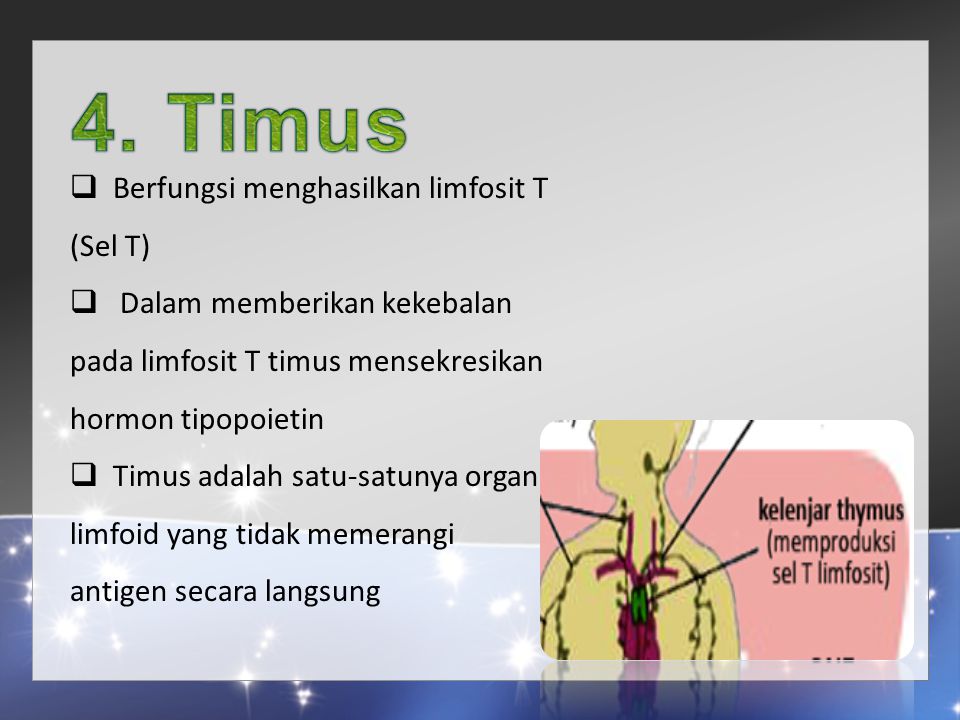 4. Timus Berfungsi menghasilkan limfosit T (Sel T)