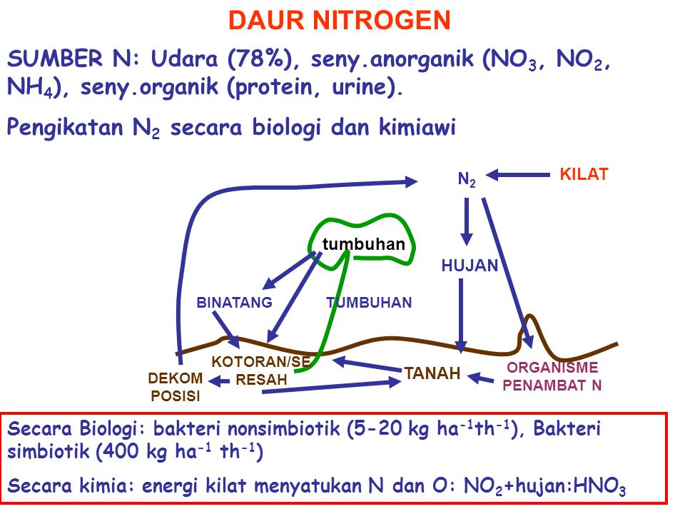 DAUR NITROGEN SUMBER N: Udara (78%), seny.anorganik (NO3, NO2, NH4), seny.organik (protein, urine).
