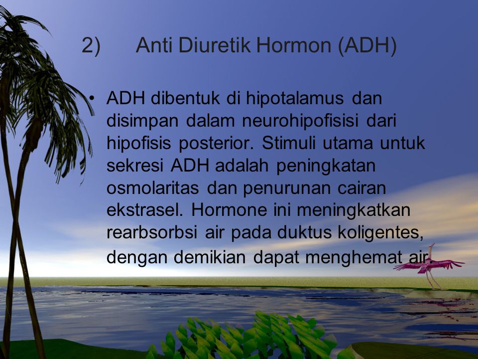 2) Anti Diuretik Hormon (ADH)