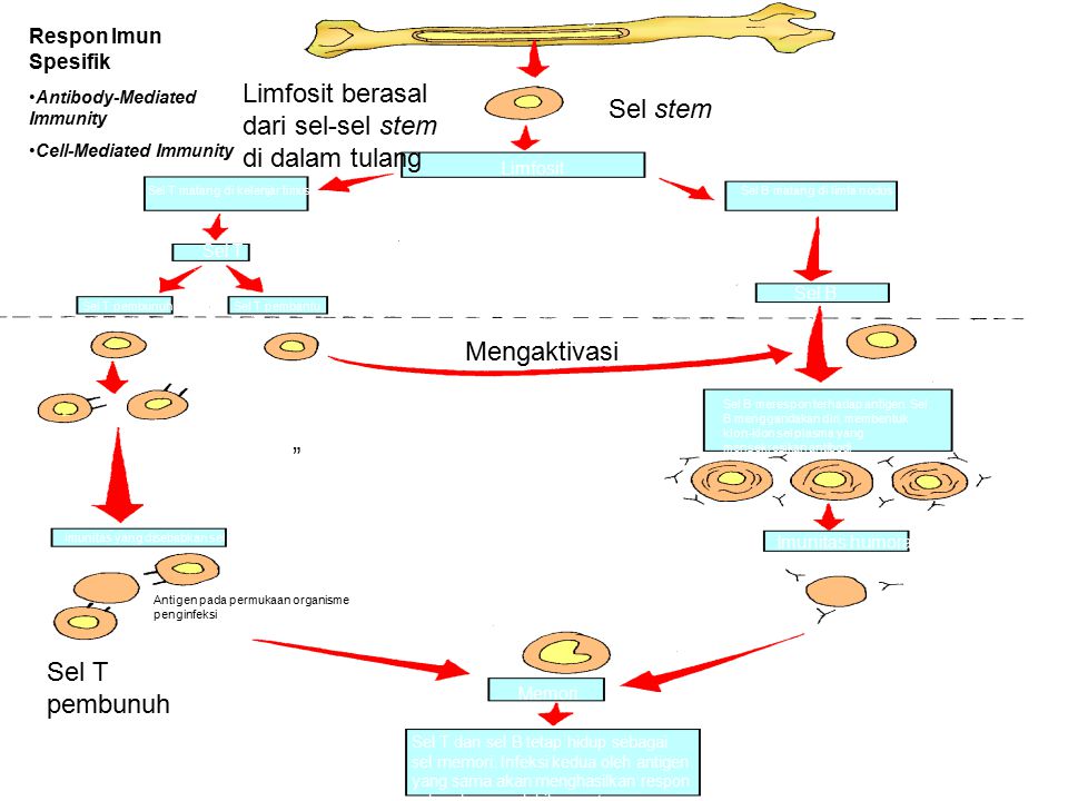 Limfosit berasal dari sel-sel stem di dalam tulang