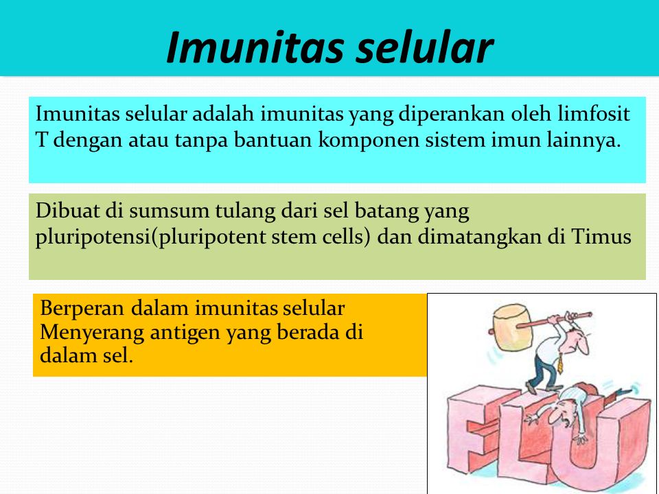 Imunitas selular Imunitas selular adalah imunitas yang diperankan oleh limfosit T dengan atau tanpa bantuan komponen sistem imun lainnya.